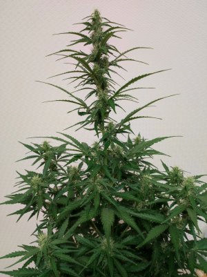 IMG_20230529_205837.jpg IMG_20230529_205837.jpg