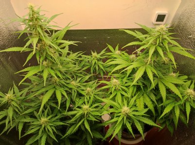 IMG_20230529_205933.jpg IMG_20230529_205933.jpg