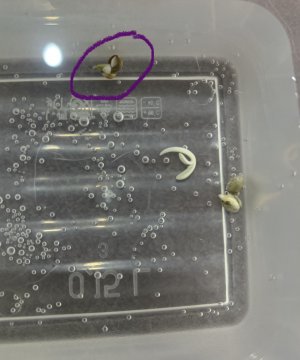 3EB29697-B434-4B08-837F-E6392B6AB3BA.jpeg 3EB29697-B434-4B08-837F-E6392B6AB3BA.jpeg