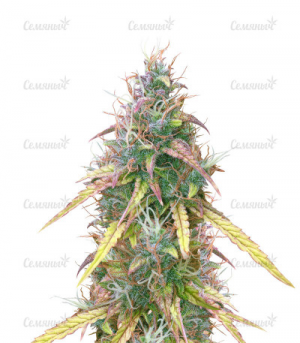 1685533971138.png 1685533971138.png