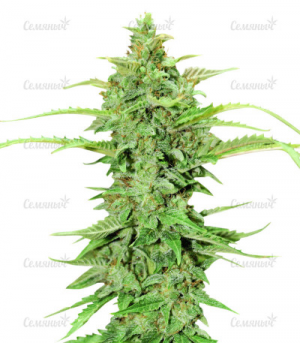 1685534482445.png 1685534482445.png