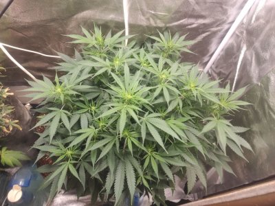 IMG_20230601_135316_864.jpg IMG_20230601_135316_864.jpg