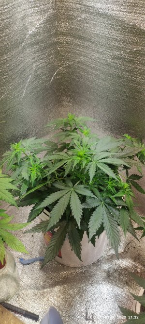 IMG_20230604_213209.jpg IMG_20230604_213209.jpg