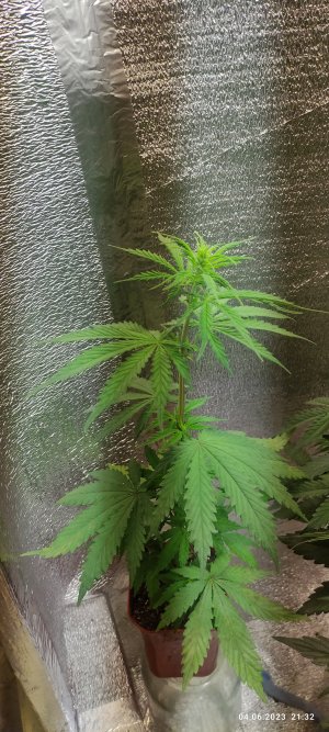 IMG_20230604_213213.jpg IMG_20230604_213213.jpg