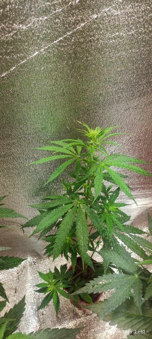 IMG_20230604_213218.jpg IMG_20230604_213218.jpg