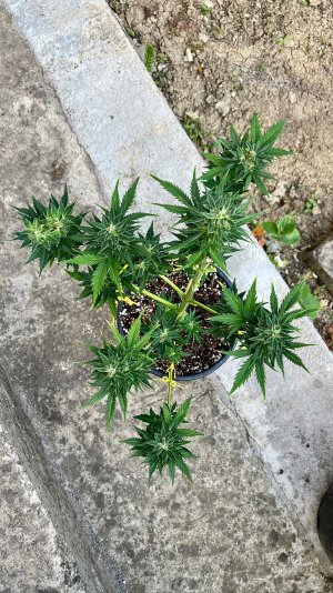 E7F0AC9A-E1E1-4C99-B2BC-DF1B4508CE0B.jpeg E7F0AC9A-E1E1-4C99-B2BC-DF1B4508CE0B.jpeg