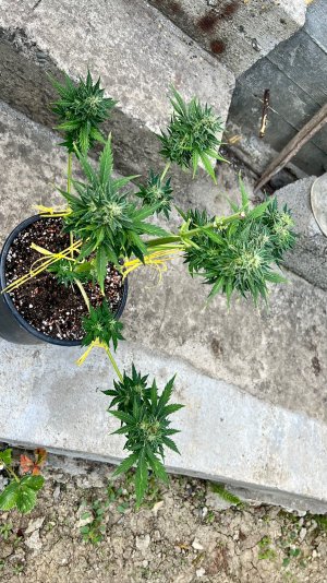 D83BFBA1-D6C6-4F1D-BB6E-5FDD05486E1D.jpeg D83BFBA1-D6C6-4F1D-BB6E-5FDD05486E1D.jpeg