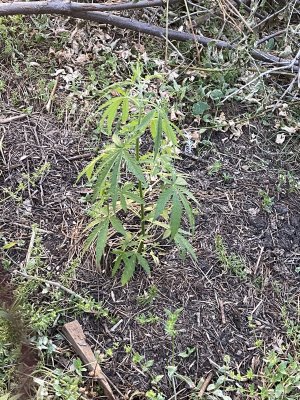 IMG_3572.jpeg IMG_3572.jpeg