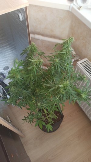 IMG_2023_06_10_18_50_02_3493292168059764845101.jpg IMG_2023_06_10_18_50_02_3493292168059764845101.jpg