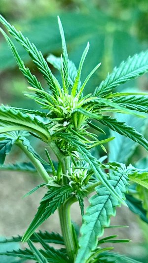 DD1C3379-B9C6-45E9-A235-4C253241CFC7.jpeg DD1C3379-B9C6-45E9-A235-4C253241CFC7.jpeg