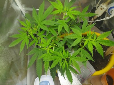 IMG_20230612_121152.jpg IMG_20230612_121152.jpg