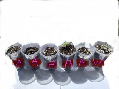 EC952168-CEE5-4386-9AF6-01892B7C8AD5.jpeg EC952168-CEE5-4386-9AF6-01892B7C8AD5.jpeg