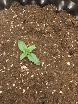 день 6.1.jpg день 6.1.jpg