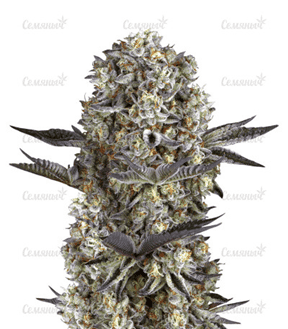 dos si dos.png dos si dos.png