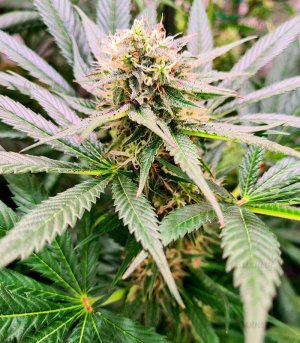 WATERMELON-ZKITTLEZ.jpg WATERMELON-ZKITTLEZ.jpg