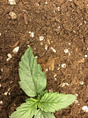 лепесток 1.jpg лепесток 1.jpg