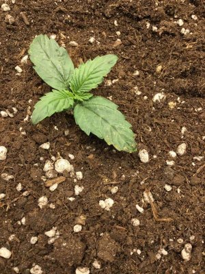 лепесток 2.jpg лепесток 2.jpg