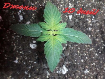 Без имени.jpg