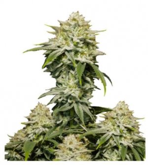 Gorill Cookies FF.jpg Gorill Cookies FF.jpg