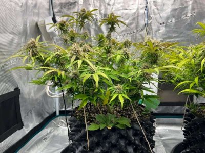 BF66CF23-83A7-41D0-A3F6-39E1842FCB5E.jpeg BF66CF23-83A7-41D0-A3F6-39E1842FCB5E.jpeg