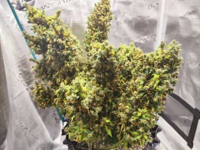 MVIMG_20230609_101554.jpg MVIMG_20230609_101554.jpg