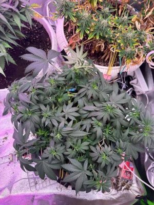 A6462E83-0D12-4C12-AE56-5242200DC245.jpeg A6462E83-0D12-4C12-AE56-5242200DC245.jpeg