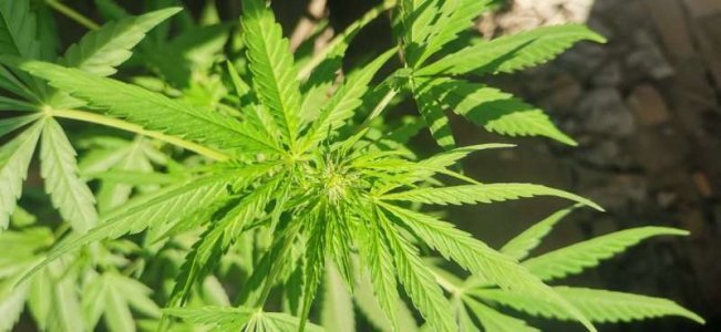 photo_5220004794184355050_y.jpg photo_5220004794184355050_y.jpg