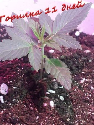 Без имени.jpg