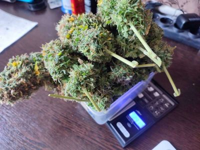 IMG_20230618_123235.jpg IMG_20230618_123235.jpg