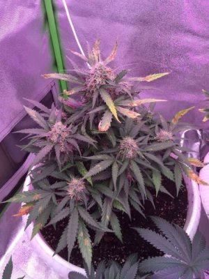 0D4613A9-3715-4C11-BA46-3AF9AFE6452F.jpeg 0D4613A9-3715-4C11-BA46-3AF9AFE6452F.jpeg