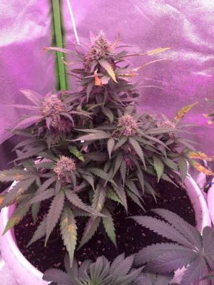 FCD14DAC-0E0F-410C-B661-D7866FC7F320.jpeg FCD14DAC-0E0F-410C-B661-D7866FC7F320.jpeg