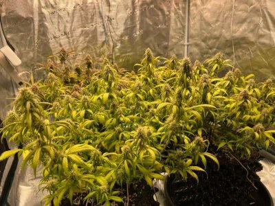 98FC1C7B-D199-4975-BB03-4EA6AAEA9E9F.jpeg 98FC1C7B-D199-4975-BB03-4EA6AAEA9E9F.jpeg