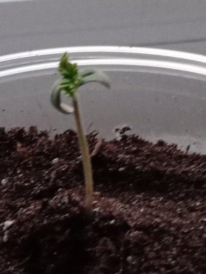 IMG_20230621_205407.jpg IMG_20230621_205407.jpg