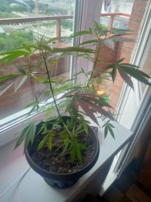 16874164731021448970548617907580.jpg 16874164731021448970548617907580.jpg