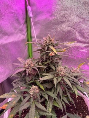 4D49FF4E-5916-4D66-9EDD-C7132329CC5C.jpeg 4D49FF4E-5916-4D66-9EDD-C7132329CC5C.jpeg