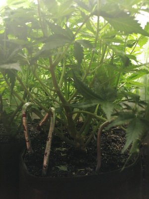 1687509437174.jpg 1687509437174.jpg