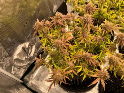 BE10A6CD-7C61-468A-92A0-DC99930E919B.jpeg BE10A6CD-7C61-468A-92A0-DC99930E919B.jpeg