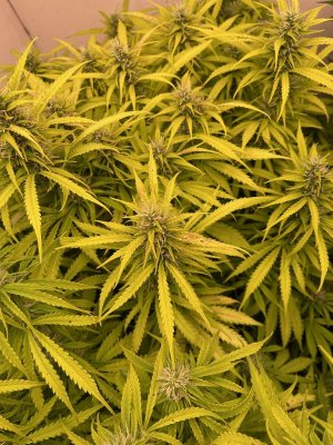 IMG_5644.jpeg IMG_5644.jpeg