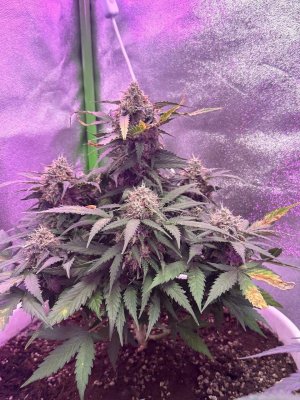 E97CE8A4-C25E-462D-AF5A-6A79FB159496.jpeg E97CE8A4-C25E-462D-AF5A-6A79FB159496.jpeg