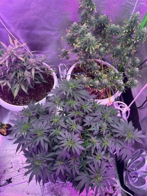 A707BB97-D869-4ACD-982B-B511215F3C4B.jpeg A707BB97-D869-4ACD-982B-B511215F3C4B.jpeg