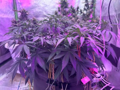 6094BF43-45EE-48C6-9761-CF178B262FCD.jpeg 6094BF43-45EE-48C6-9761-CF178B262FCD.jpeg