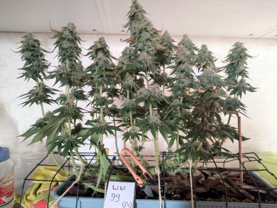 IMG_20230626_202624.jpg IMG_20230626_202624.jpg