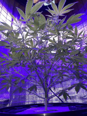 IMG_0829.JPG IMG_0829.JPG