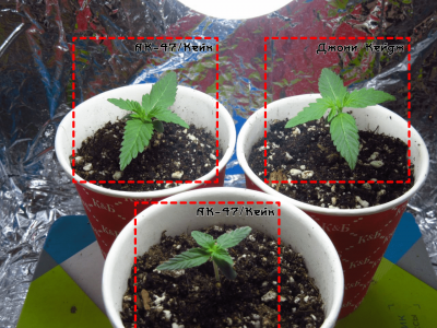 Frame 1.png Frame 1.png