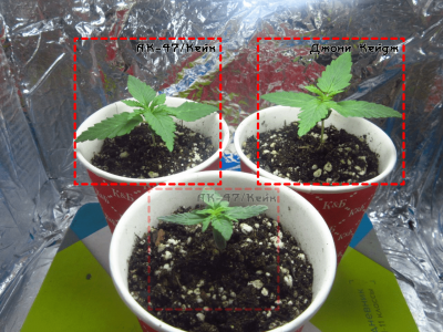 Frame 1.png Frame 1.png