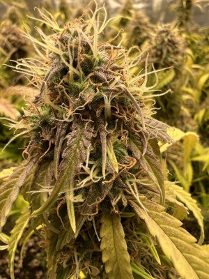 F8BD2D11-C7E7-488C-AF7F-35751BF77F22.jpeg F8BD2D11-C7E7-488C-AF7F-35751BF77F22.jpeg