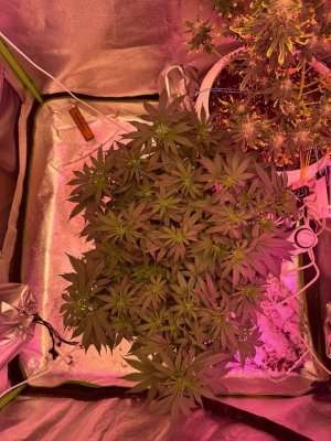 B0EA9705-2E9F-4634-AA6F-4291DB016284.jpeg B0EA9705-2E9F-4634-AA6F-4291DB016284.jpeg