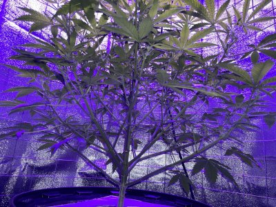 CC37169D-846F-4A31-AE9D-60A40B668EC0.jpeg CC37169D-846F-4A31-AE9D-60A40B668EC0.jpeg