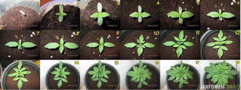 IMG_3123.jpeg IMG_3123.jpeg