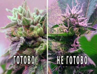 IMG_20230629_183659_143.jpg IMG_20230629_183659_143.jpg